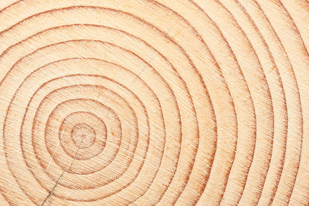 istock Cross cut of a timber beam 482034257