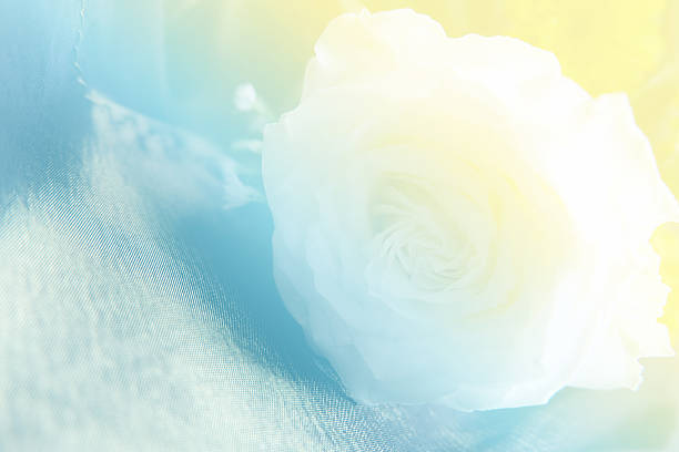 istock Set of soft flowers background 482034520