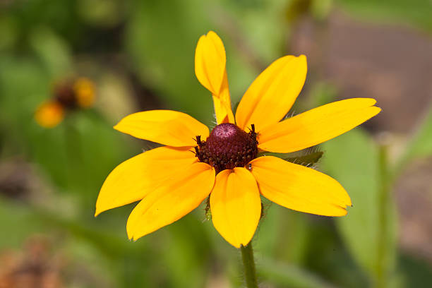 istock beautiful flowers in a garden 482034719