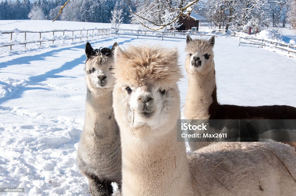 Alpakas im Schnee - Foto de stock de Alpaca libre de derechos