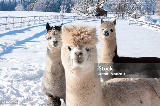 Alpakas Im Schnee Foto de stock y más banco de imágenes de Alpaca - Alpaca, Nieve, 2015