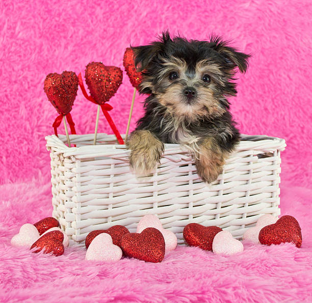 istock Cute little Morkie Puppy 482034857