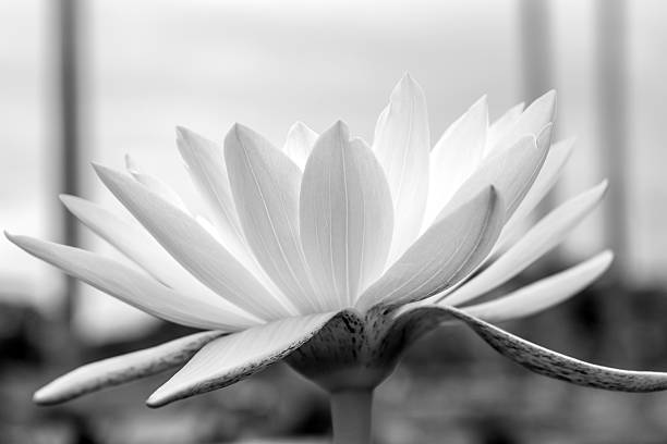 white lotus white lotus on black and white white lotus stock pictures, royalty-free photos & images