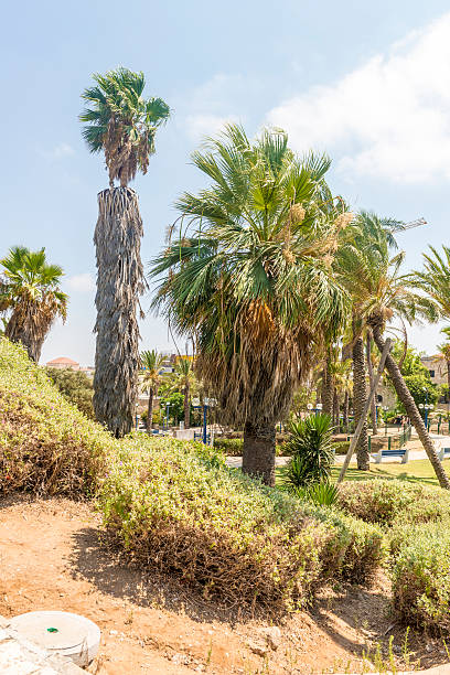 Flower Garden in the Park Jaffa