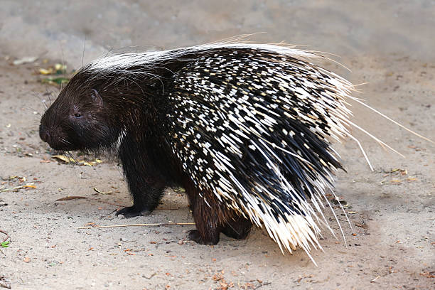 istock Porcupine Animal 482037879