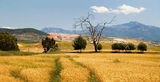 istock Dead tree, wheatfield, mountains, Loma de las Garrapatas, Andalusia, Spain 482038572