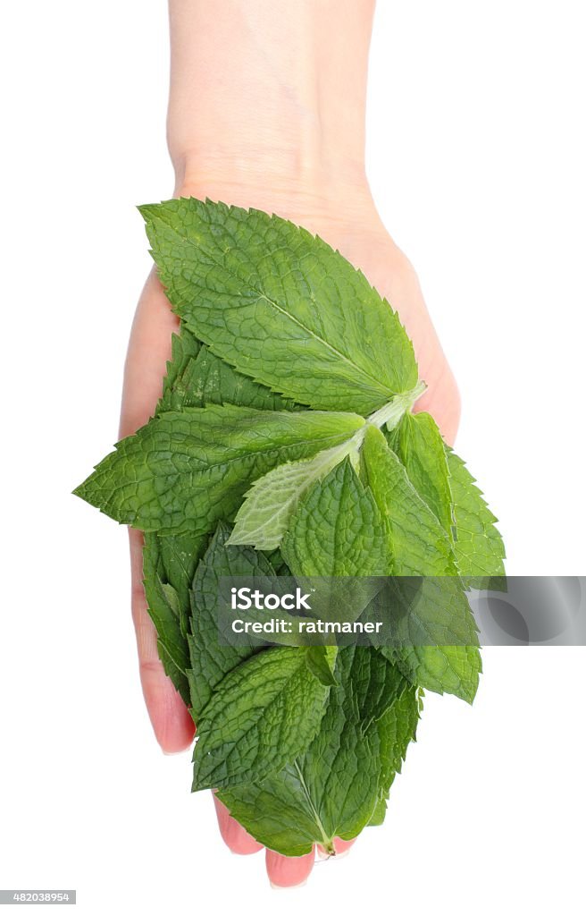 Branch of fresh green mint in hand Bunch of fresh natural green mint in hand of woman, concept for healthy nutrition 2015 Stock Photo