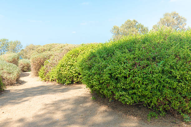 istock Flower Garden in the Park Jaffa 482039032