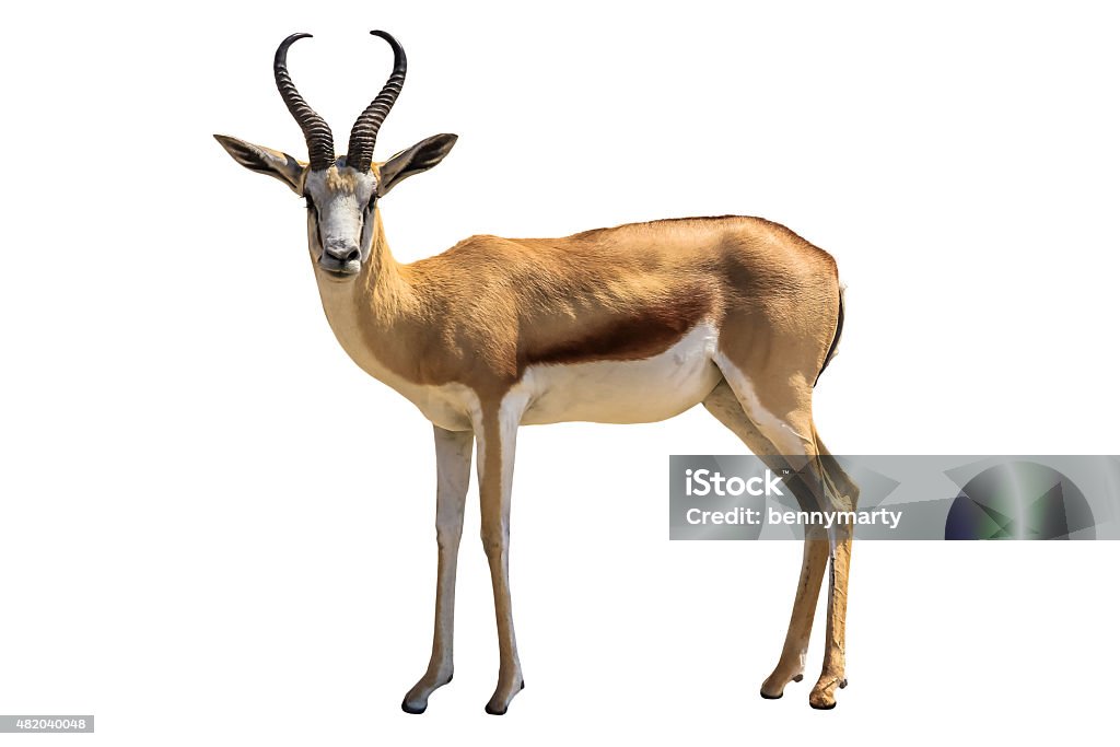 Springbok Springbok, Antidorcas marsupialis, isolated on white background. Gazelle Stock Photo