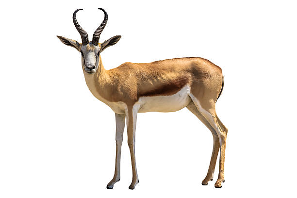 118,030 Antelope Stock Photos, Pictures & Royalty-Free Images - iStock |  Antelope canyon, Pronghorn antelope, Saiga antelope