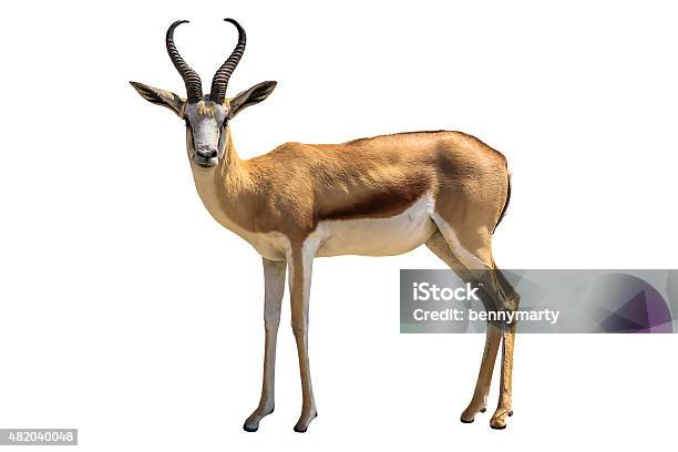 Springbok Stock Photo - Download Image Now - Gazelle, Springbok, Standing