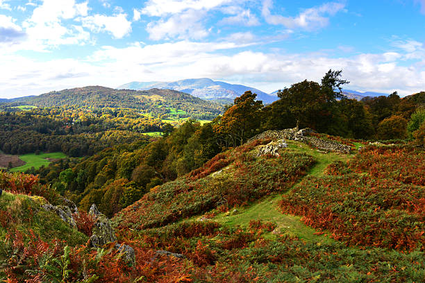 istock Yew Trees and Ferns on Loughrigg Fell 482040082