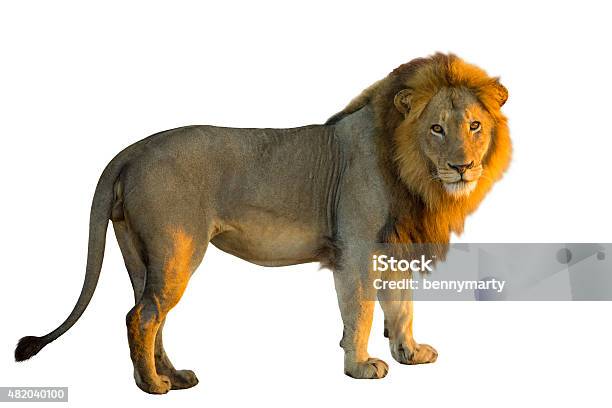 Lion Side Stock Photo - Download Image Now - Lion - Feline, Standing, 2015  - iStock
