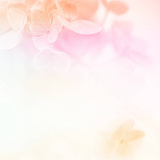 colorful flowers in soft color and blur style for background