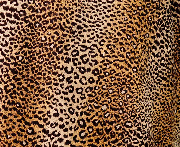 Photo of Leopard background