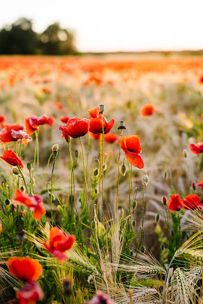 Poppy Field stock photo