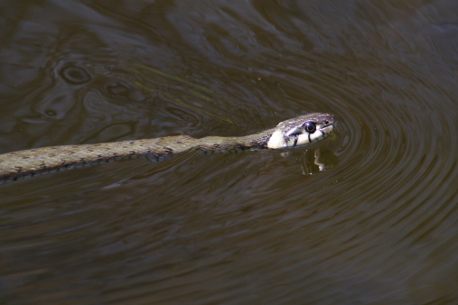 Grass Snake in the wild