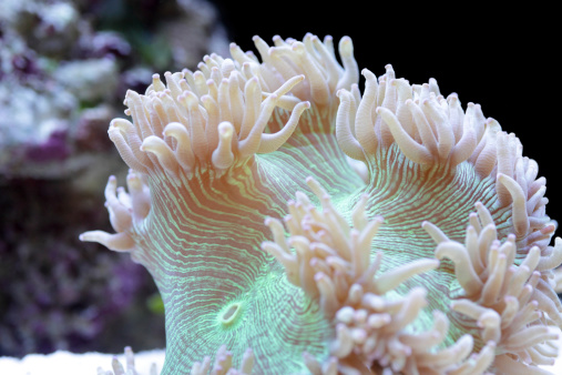 High ISO shot of medium sized catalaphyllia coral from australia with fluorescenting green body and light pink tentacles.