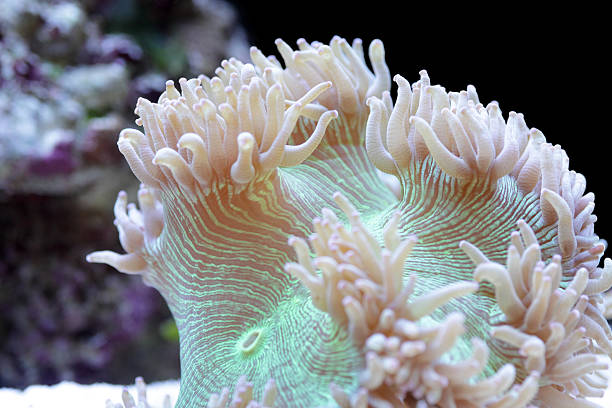 Australian shallow water coral stock photo