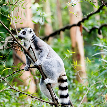 Single ring-tailed lemur in a wildlife park