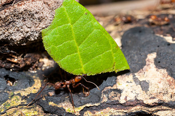 ant tragen leaf - ant persistence effort determination stock-fotos und bilder