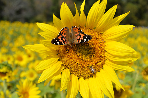 This is an image of a Monarch butterfly and a honey bee resting in the middle of a sunflower.  This image was taken in a sunflower field on a farm in Maineville, Ohio.