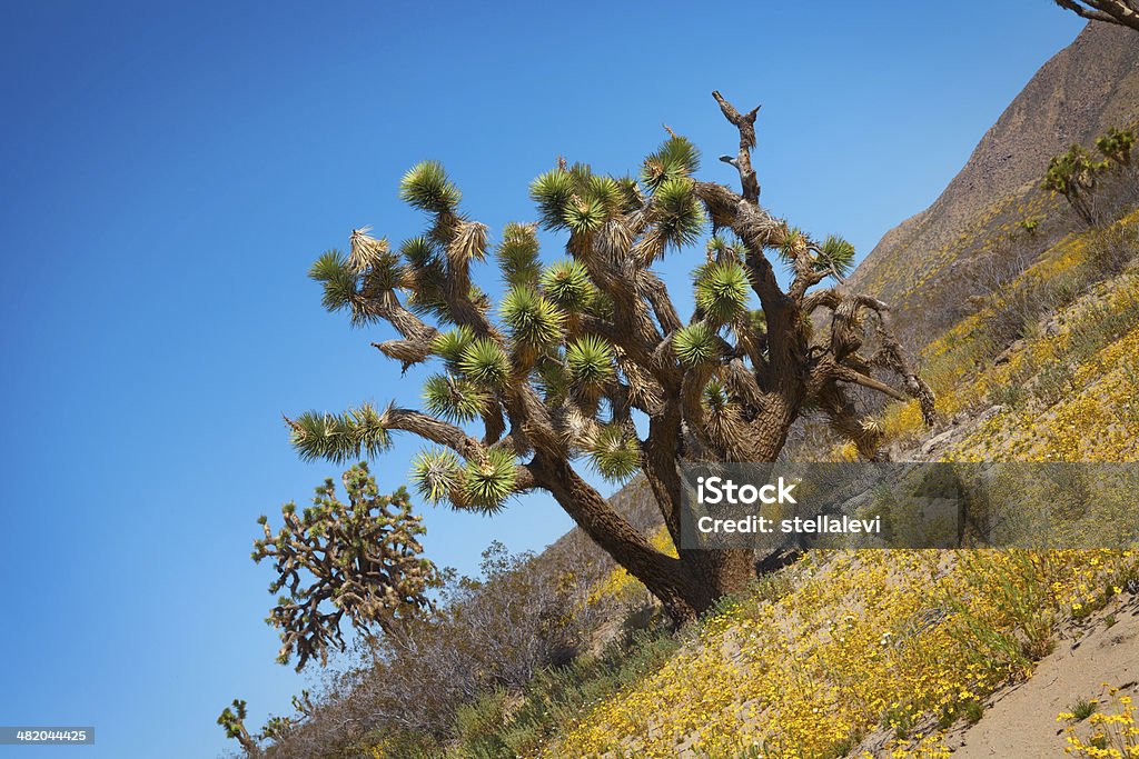 Albero di Giosuè - Foto stock royalty-free di Albero di Giosuè