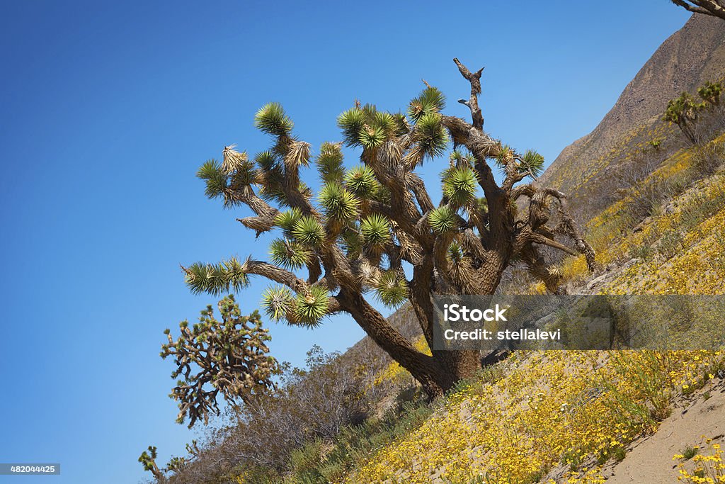 Árvore de Joshua - Foto de stock de Califórnia royalty-free