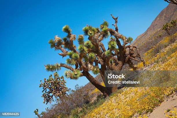 Foto de Árvore De Joshua e mais fotos de stock de Califórnia - Califórnia, Céu Claro, Deserto
