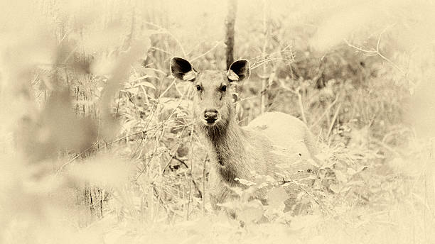 ciervo sambar deer. - bandhavgarh national park ranthambore national park juvenile sambar fotografías e imágenes de stock
