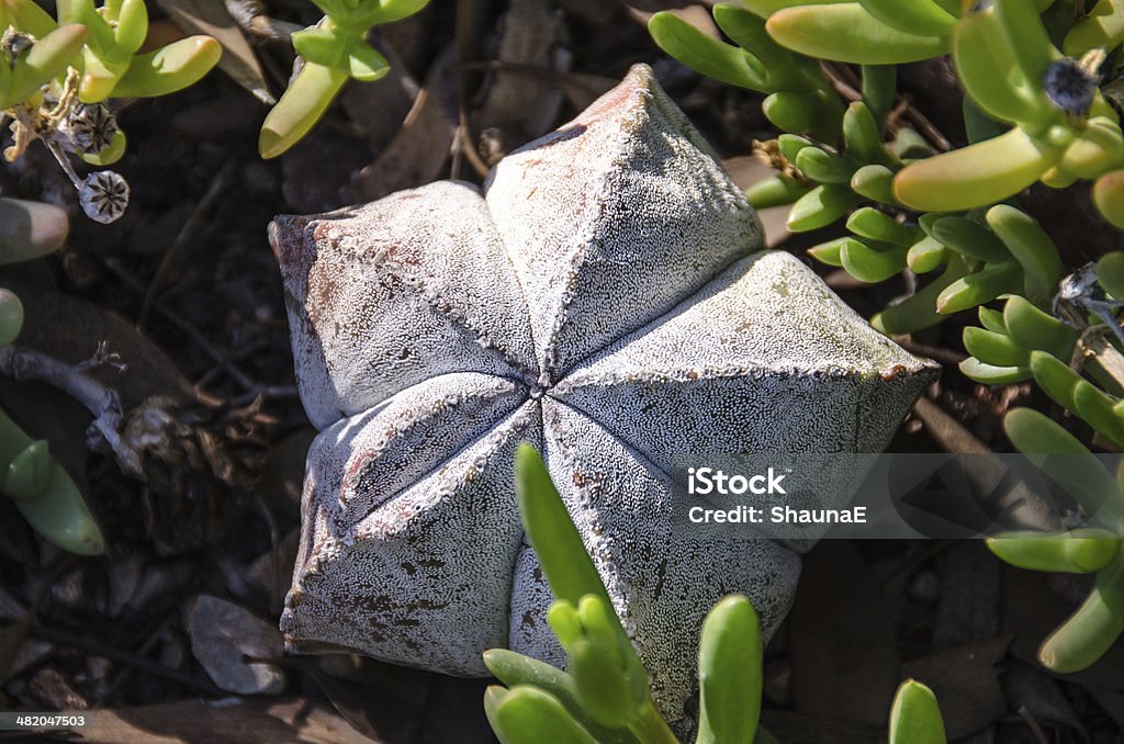 Astrophytum myriostigma - Zbiór zdjęć royalty-free (Bishop's Cap Cactus)