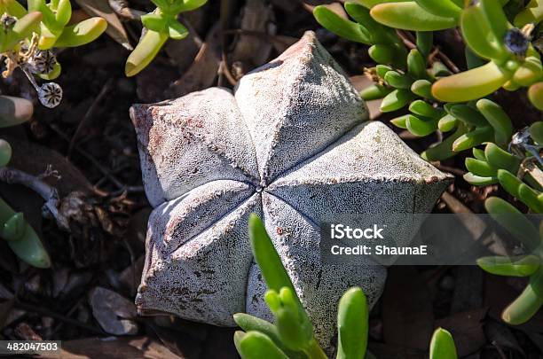 Astrophytum Myriostigma - zdjęcia stockowe i więcej obrazów Bishop's Cap Cactus - Bishop's Cap Cactus, Bez ludzi, Botanika