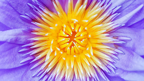 istock Close up of violet water lily 482048474