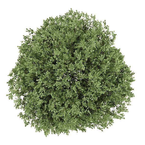 istock top view of english oak tree isolated on white background 482049202