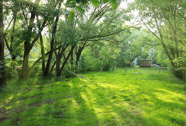 istock background trees in a park against the sky 482049974