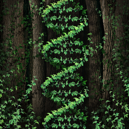 DNA nature symbol as a dark tree forest growing a green vine in the shape of a genetic double helix icon as a metaphor for biological technology and the science of biology in the natural world.