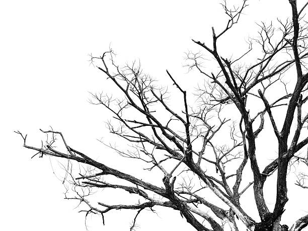 istock Part of dead tree isolated on white background 482052259