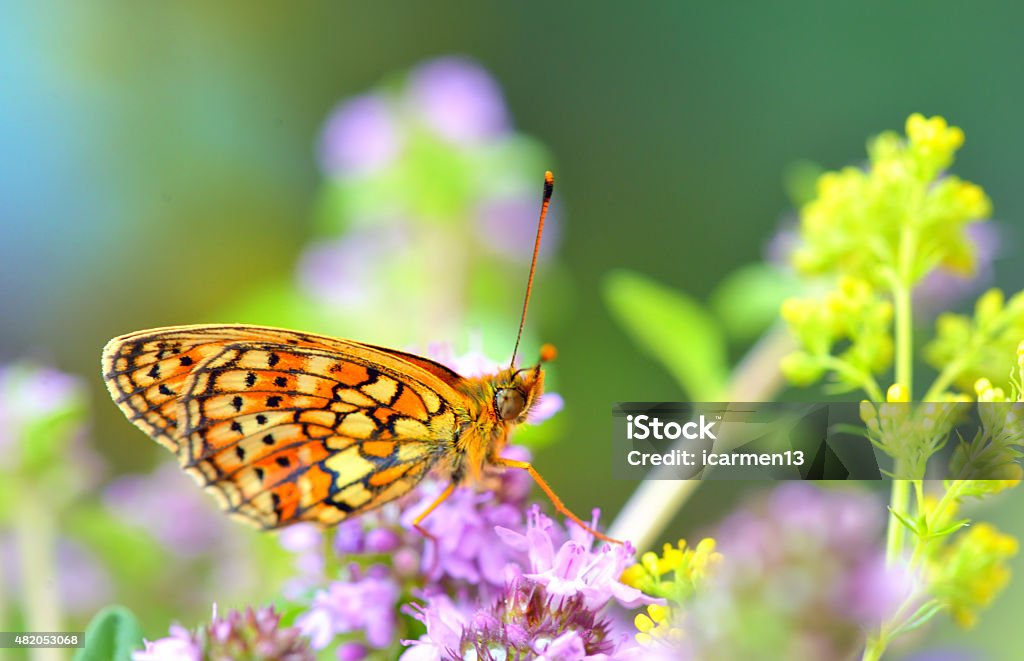 Butterfly (Polyommatus) Butterfly (Polyommatus) on a summer meadow 2015 Stock Photo