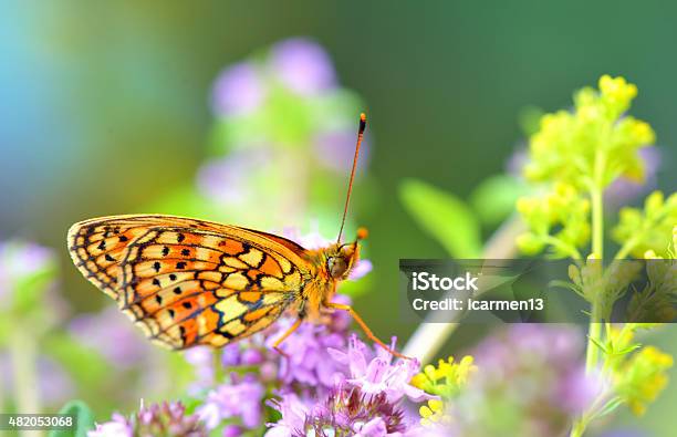 Butterfly Stock Photo - Download Image Now - 2015, Animal Body Part, Animal Eye