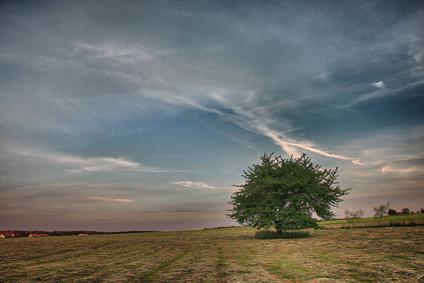 istock summer morning , meadow with cut grass,lonely tree and sky 482053556
