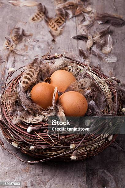 Chicken Eggs In The Nest Stock Photo - Download Image Now - Animal Egg, Animal Nest, Basket