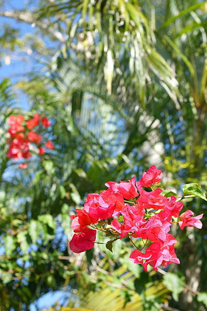 istock Azalea Flowers in Front of Palm Trees 482058321
