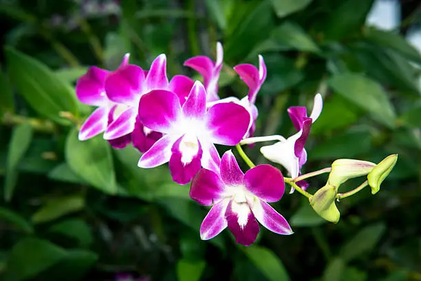 Orchid flower,nature background