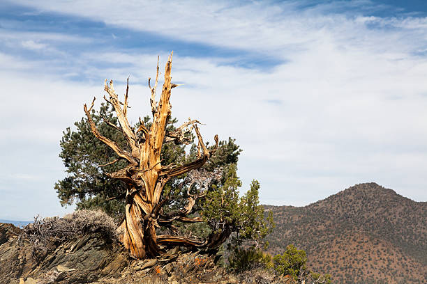 ancient bristlecone pine tree - ancient tree usa california photos et images de collection