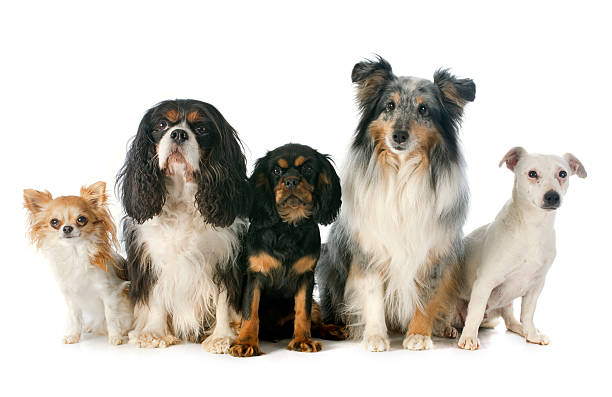 five dogs puppy  and adult cavalier king charles, chihuahua, jack russel terrier and shetland sheepdog in front of white background five animals stock pictures, royalty-free photos & images