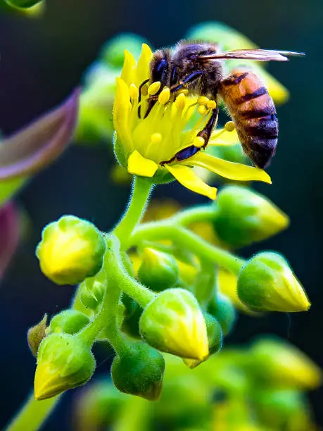 Macro shot of a bumblebee pollinating an Aeonium.