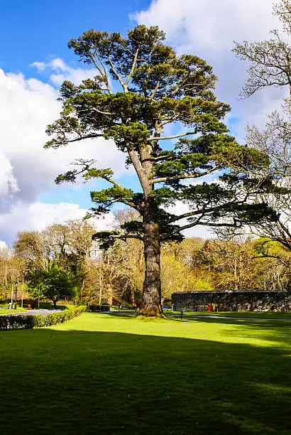 Gardens Muckross Killarney National Park, Ireland