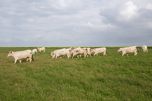 istock Cows grazing in the upper Normandy in France 482058940