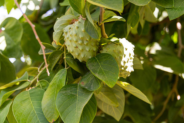 istock Peru and Ecuador native Annona cherimola fruit tree. 482058979