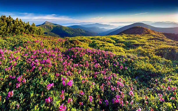 istock Magic pink rhododendron flowers 482059451